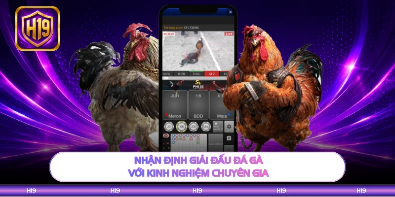 Nhận định giải đấu đá gà với kinh nghiệm chuyên gia